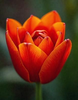 The primary subject of the image is a large, vibrant orange tulip flower. The setting is a garden, with the flower sitting on a bed of green grass. The visual style is a close-up of the flower, showcasing its vivid color and intricate details. The dominant colors are orange and green, creating a warm and lively atmosphere.